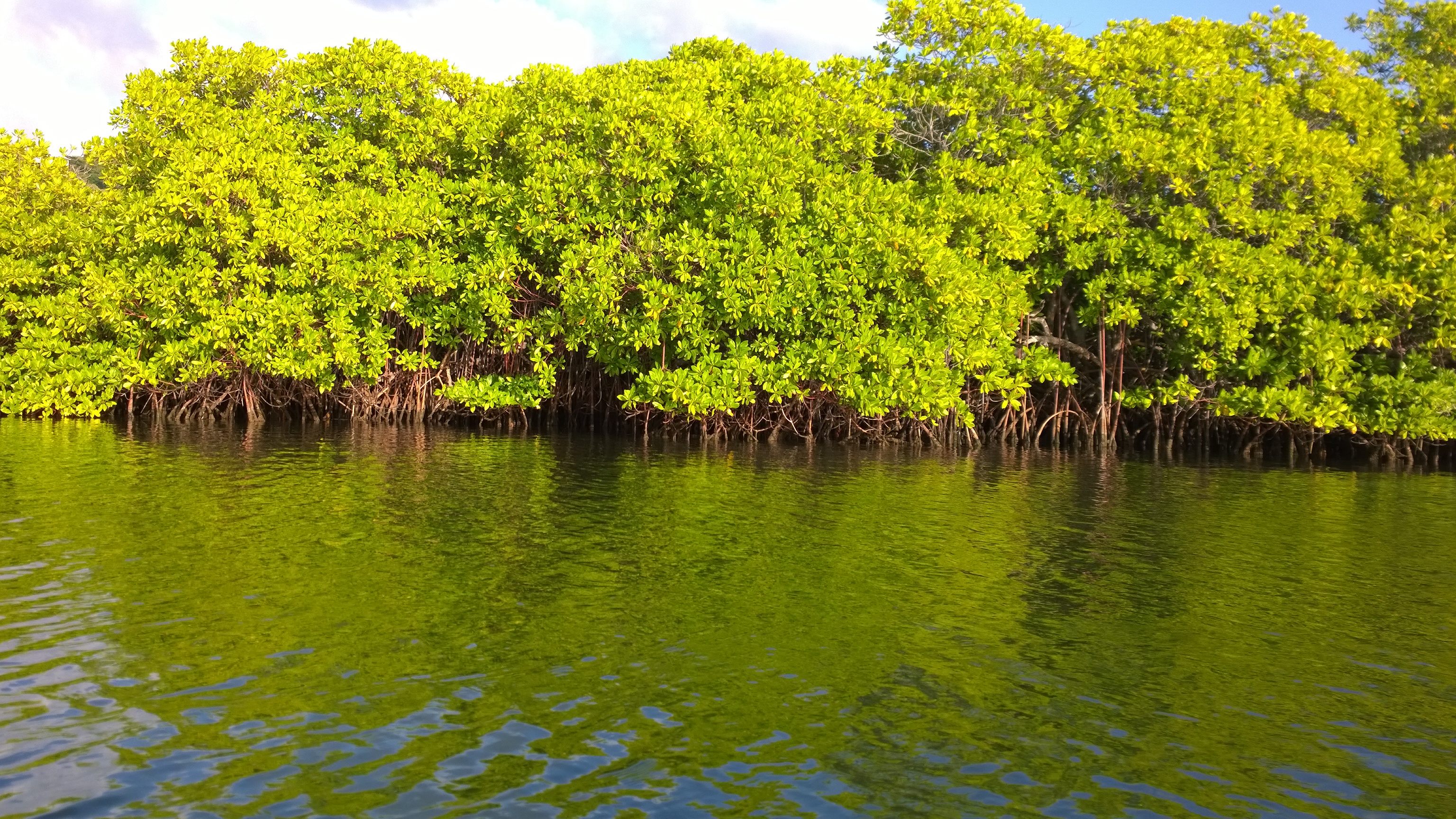 Let me present you, mangrove-räme! No niin, nyt olet nähnyt kaiken nähtävän, eikä tarvitse maksaa 100 Karibian dollaria rämeen näkemisestä Tyrrel Bayssa.