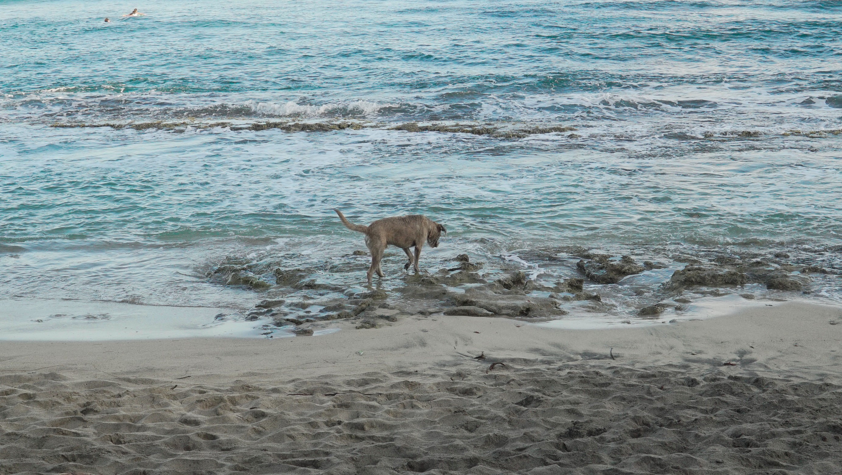 Martiniquella saimma rannalle seuraksi myös koiran.