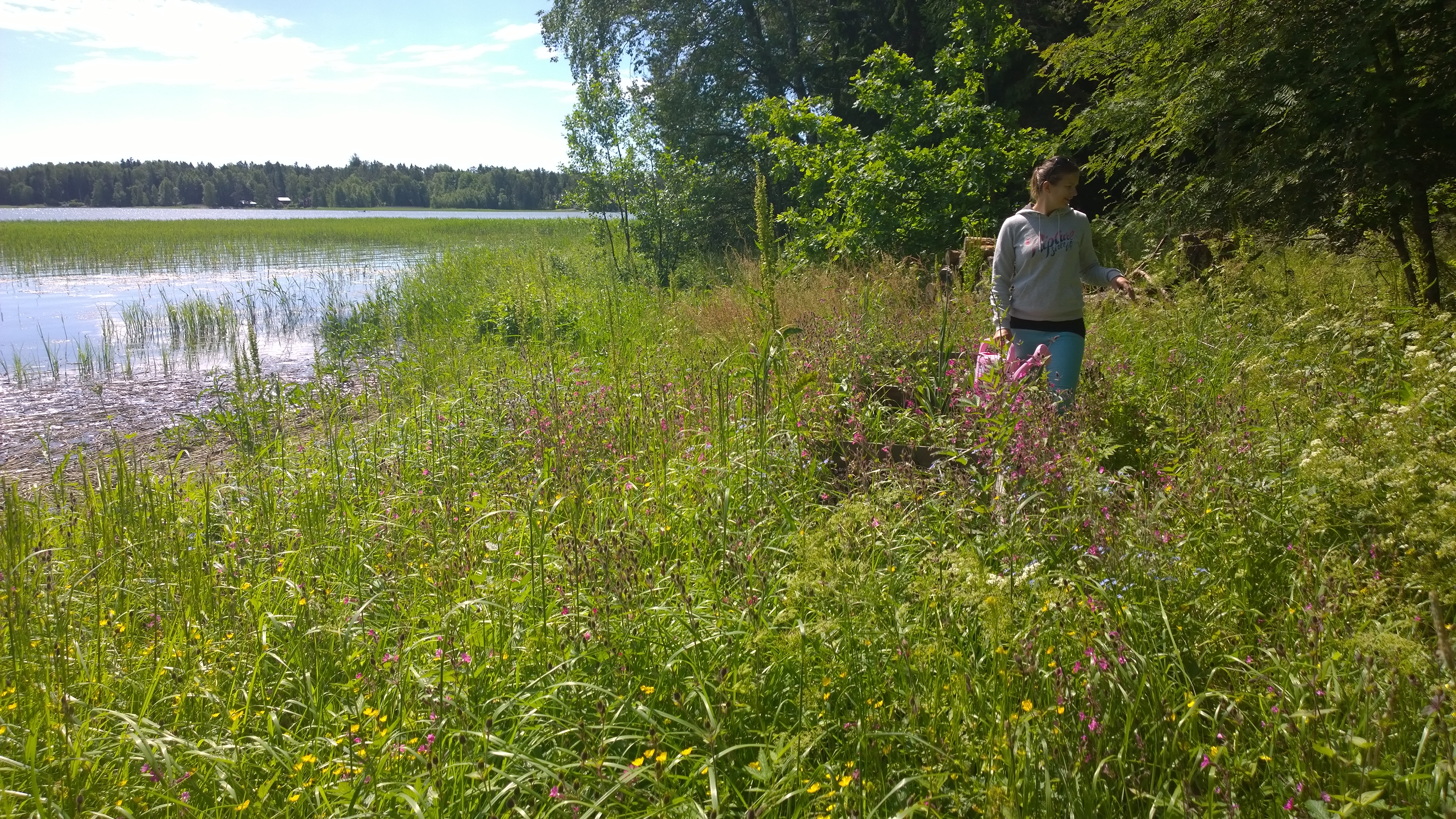 Viidakko oli ottanut valtaansa saaren. Vasemmalle puolella kolme kasvilaatikkoa ja oikealla kolme pensasta punaviinimarjoja. Ai ei näy vai? No eipä niitä heinikon seasta paljoa näkynytkään...