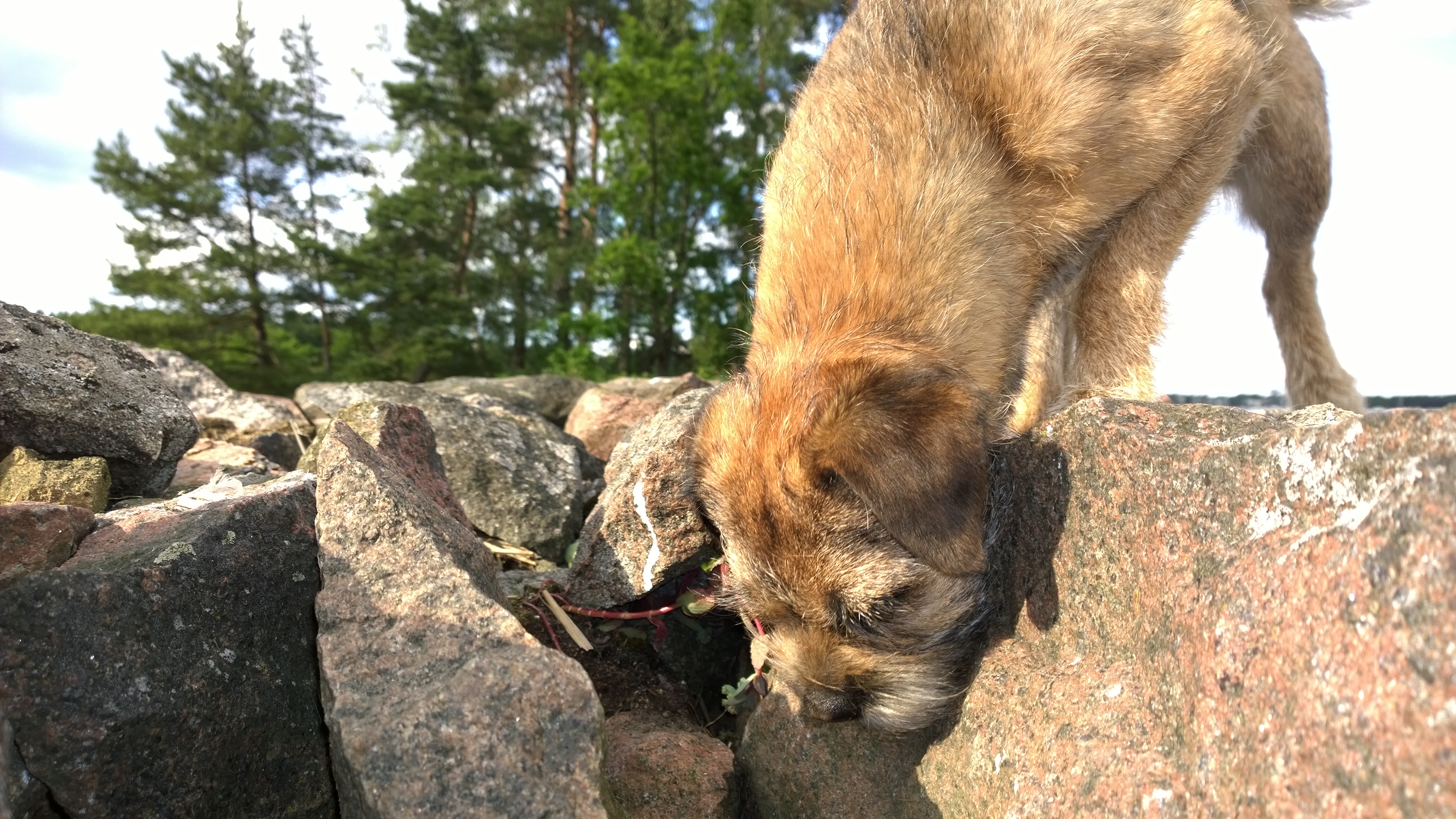 "Se on tuolla! Siirtäkää kivet pois!", ajatteli pikkukoira ja kävi anovasti katsomassa meitä välillä. Eikö nuo tahvopäät tosiaan aio siirtää kiviä? 