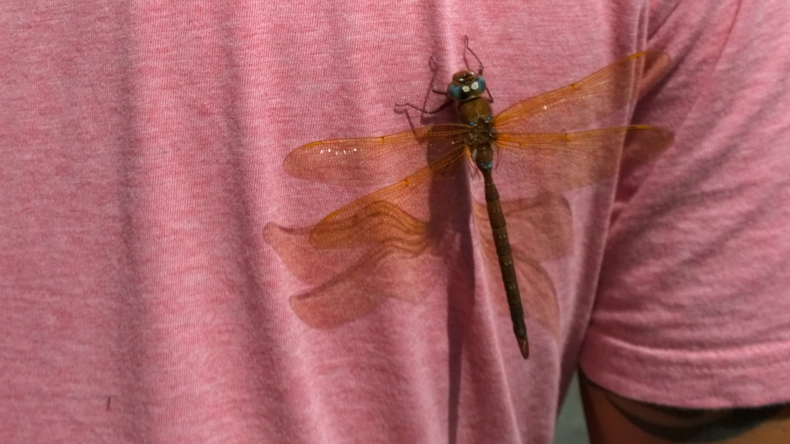 Suurin hetkeen näkemäni sudenkorento rakastui kuvaajan, Mikon, vaaleanpunaiseen paitaan. Saimme käydä kuvaamassa todella läheltä ja se ei häiriintynyt ollenkaan. Kun se sitten hätisteltiin liikkeelle, pyrähti se pienen lennon ja laskeutui nopeasti uudestaan paitaan.