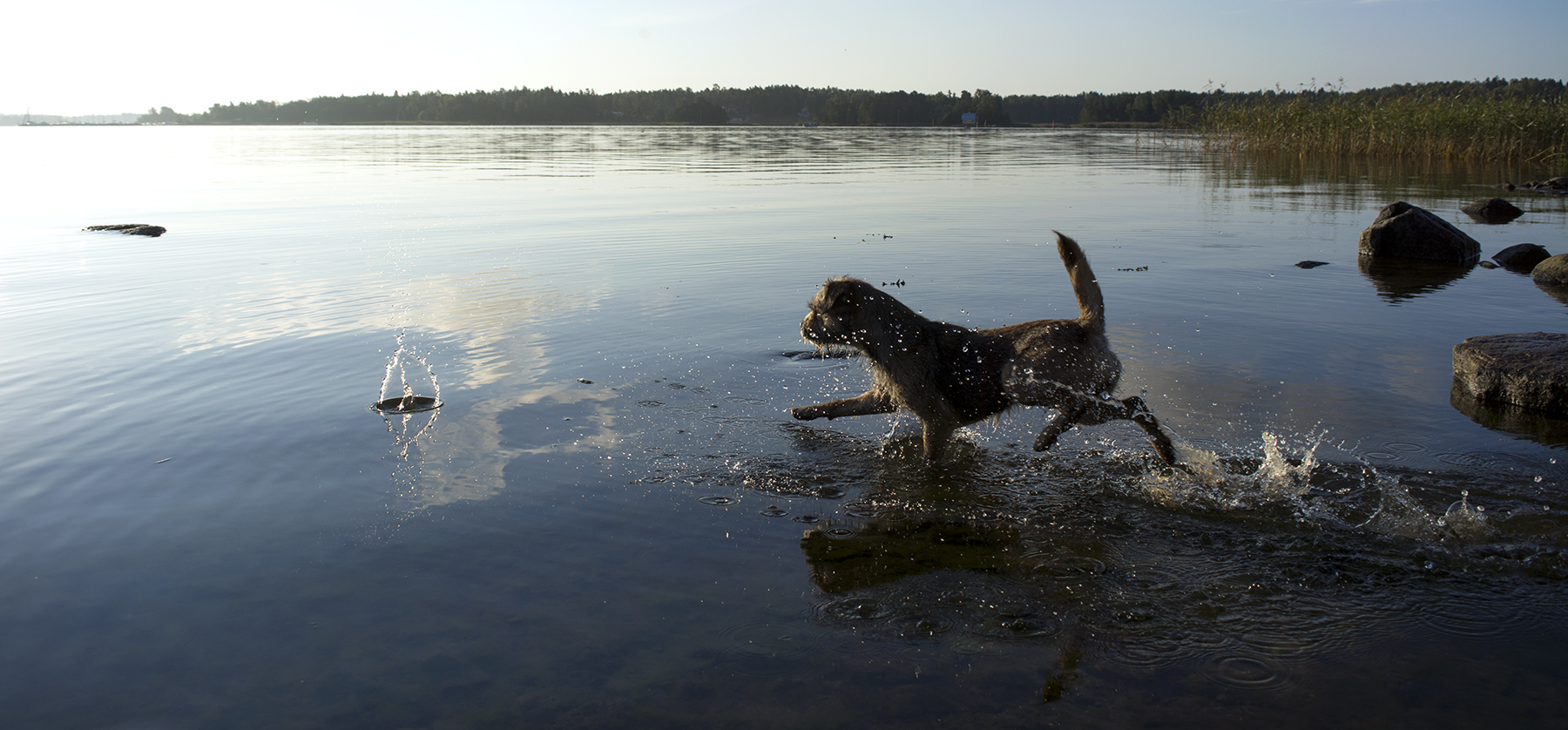 Melkein veden pinnalla juokseva koira...