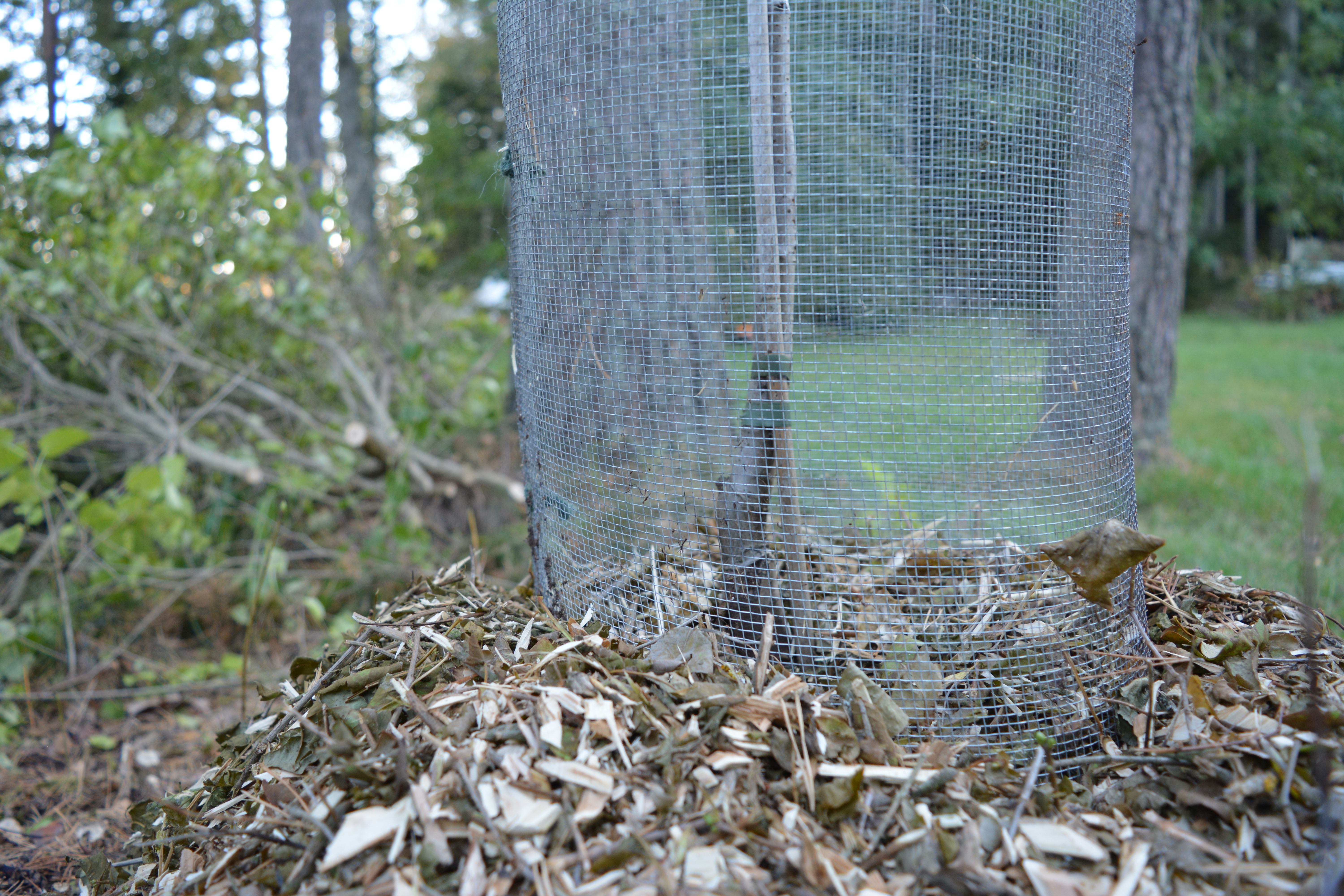 Meillä on paljon myyriä ja tontilla olleet omenapuut on myyrä syönyt aina pois. Laitoin istutuksen yhteydessä juuripaakun ympärille myyräverkon noin 30 sentin syvyyteen.