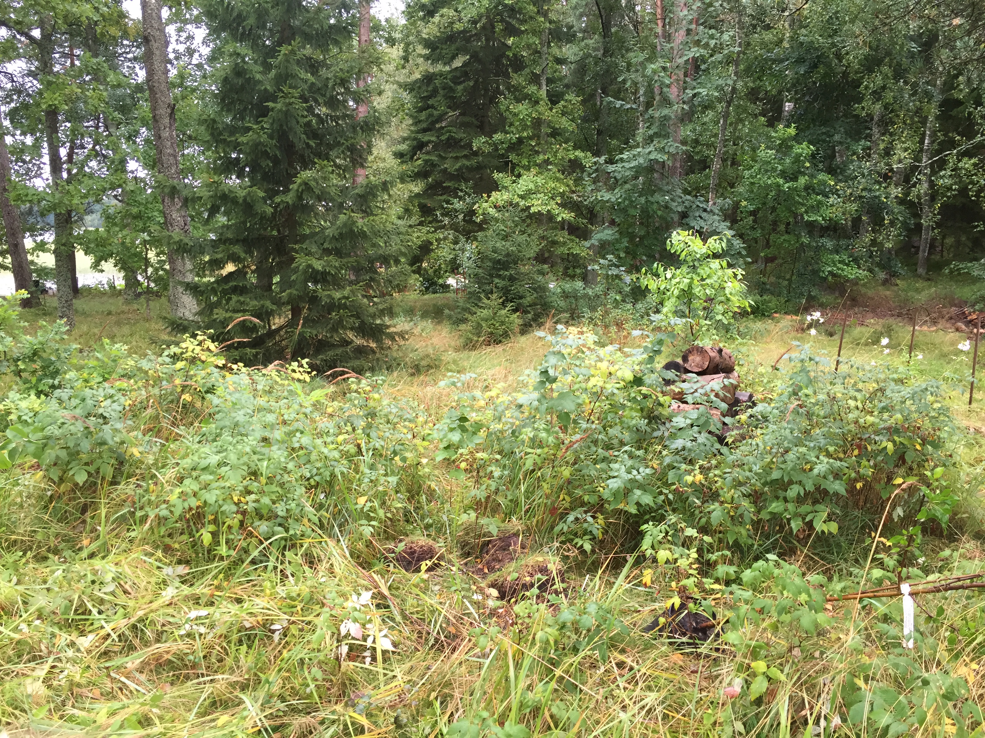 Tähän minä istuttaisin muutaman pari hedelmäpuuta. Vadelmat vain pois ja takana oleva luumukin pääsee hengittämään ja seurakseen muutaman kaverin.