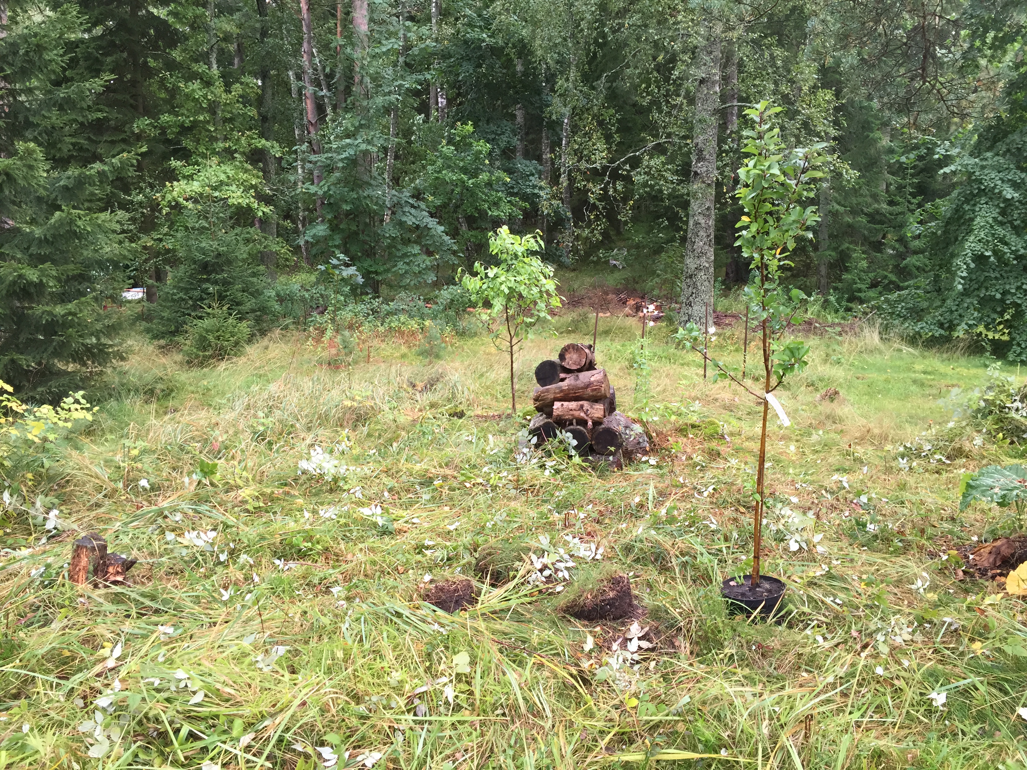 Villivadelmat on parturoitu ja mallasin astiataimia erilaisiin järjestyksiin. Välissä raahasin aina Jaakon antamaan "mielipiteitään" ja jos ne olivat vääränlaisia (lähinnä koskien puiden sijaintia), selitin että hän ei tajua hedelmäpuista mitään.