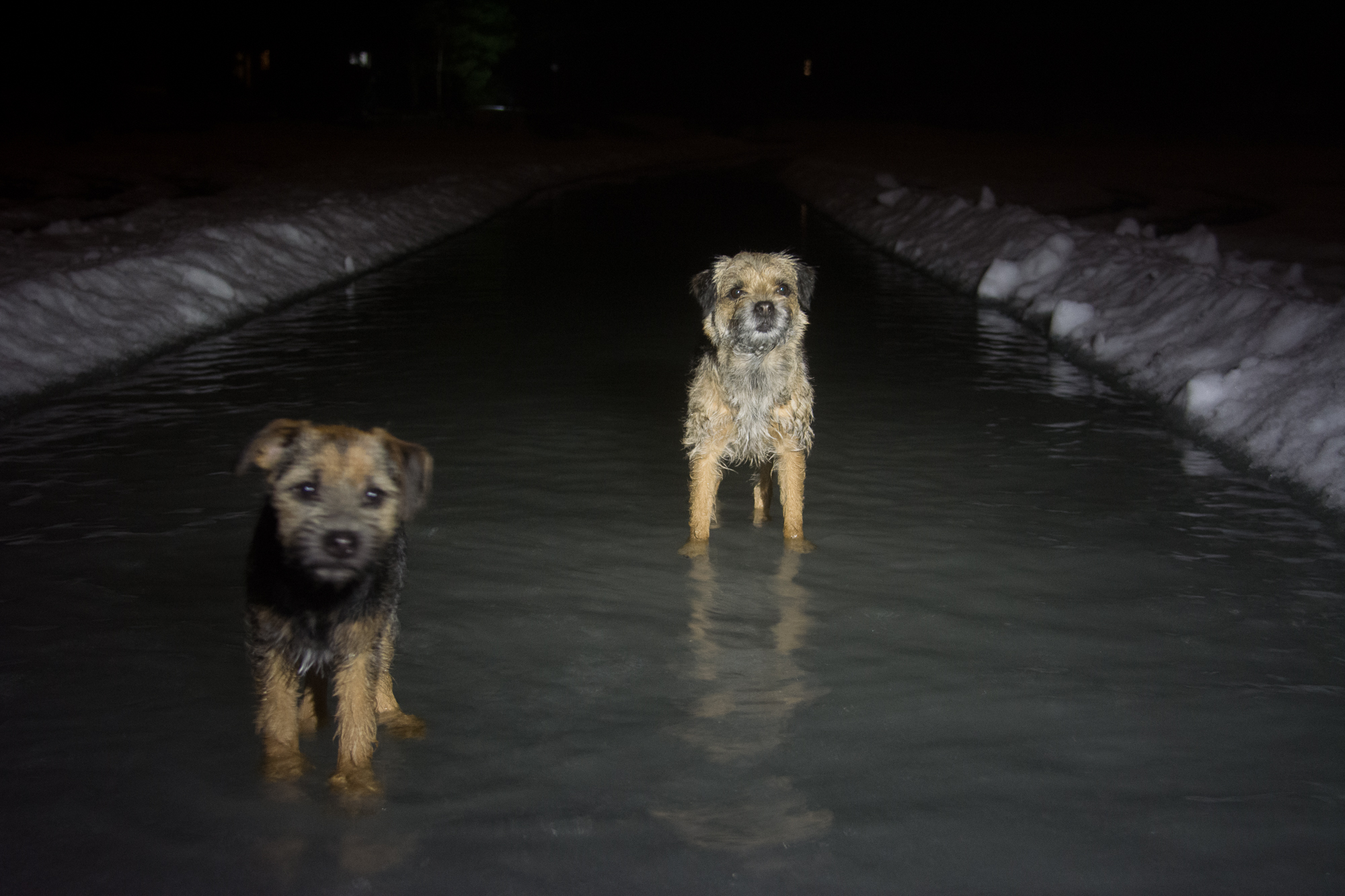 Koirat seurasivat jäälle, kun menimme Jaakkoa vastaan. Äkkiä pois, ettei tassut jäädy!