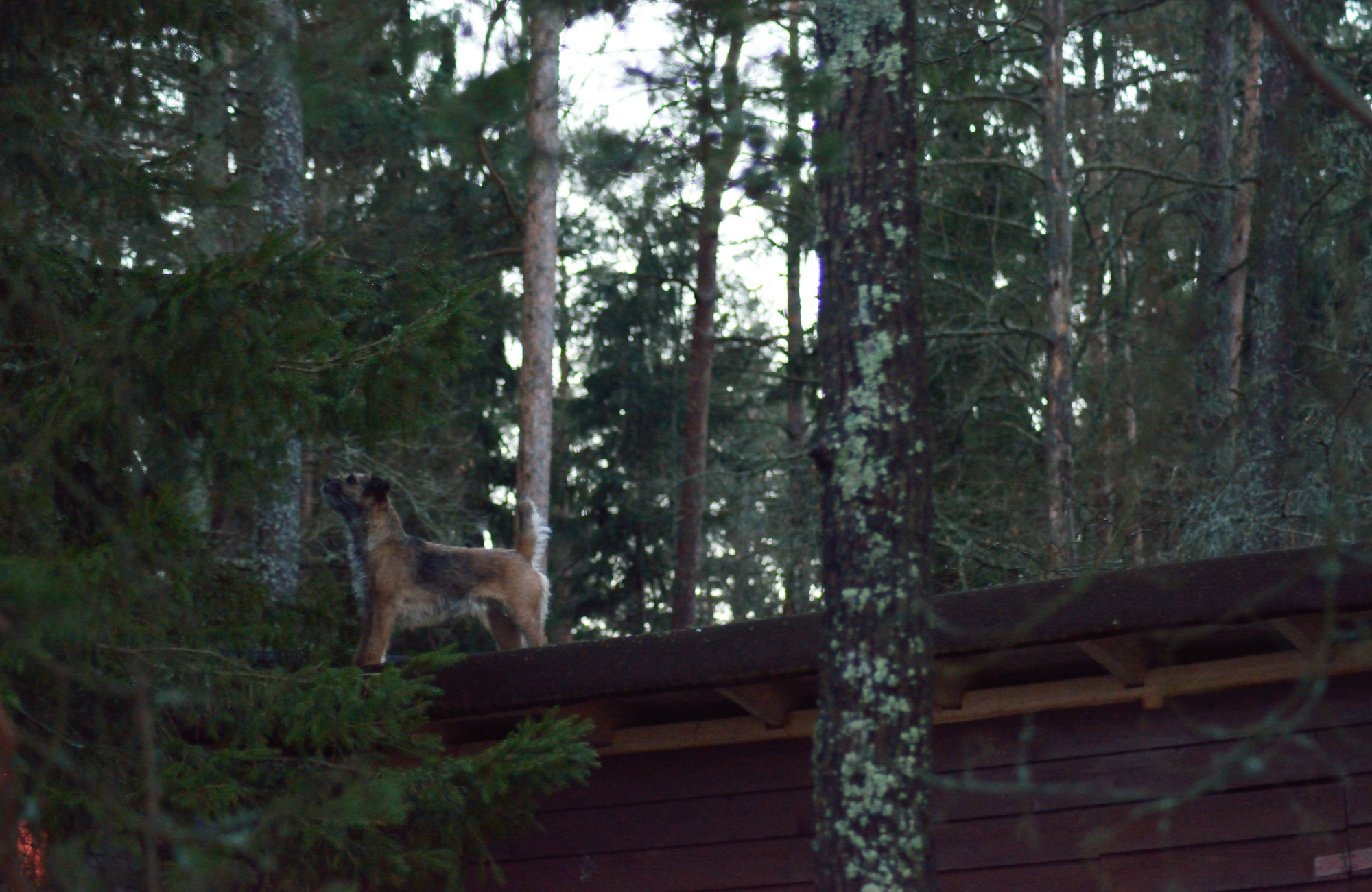 Pipo kiipesi varaston katolle päästäkseen lähemmäs isoja kuusia. Olisikohan oravat kiikarissa?