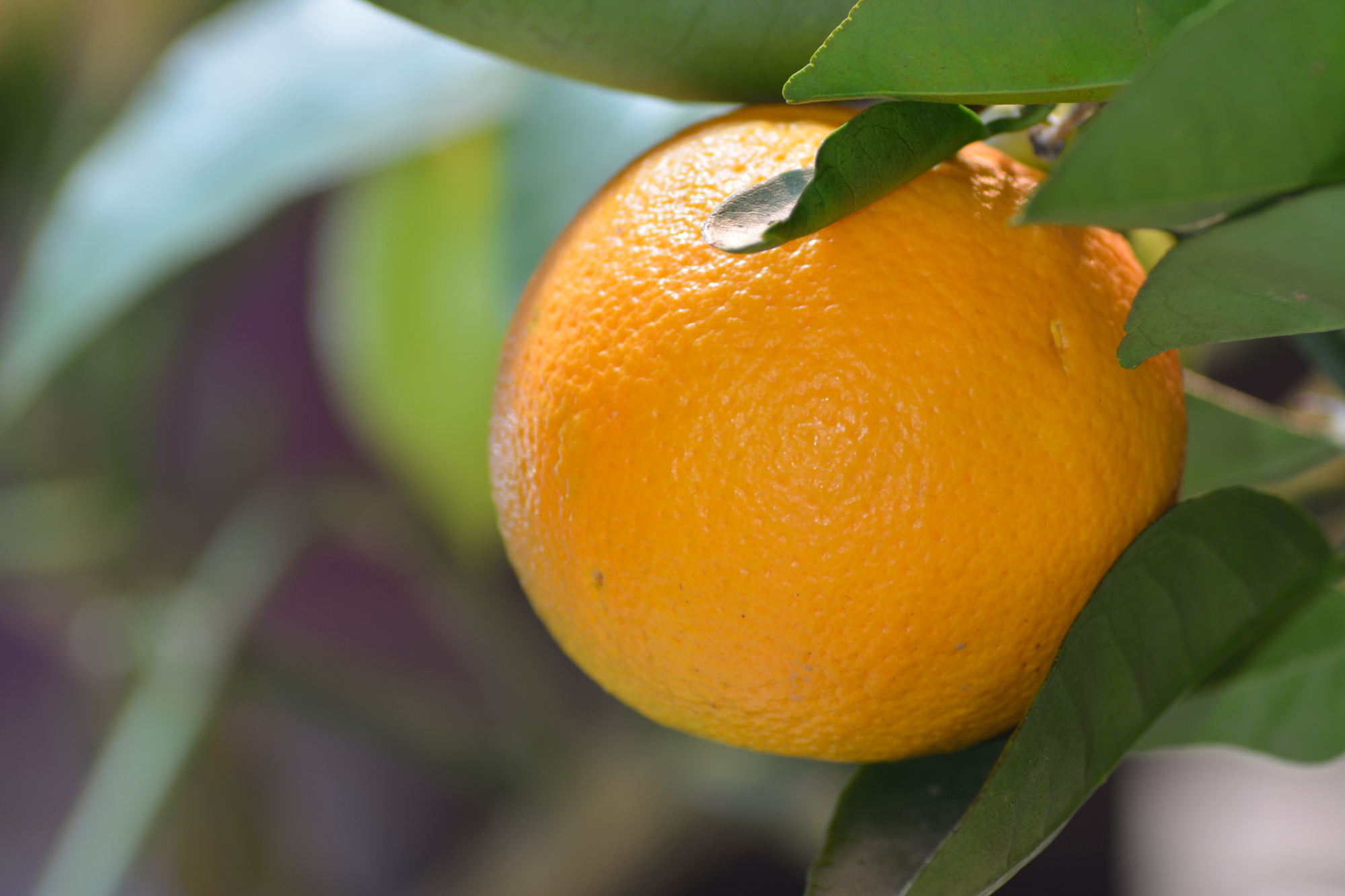 Appelsiinipuu on uusin tulokas putarhassa!