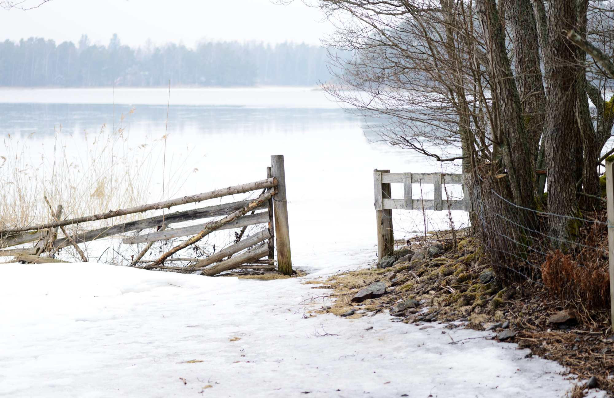 Saaressa on paljon lampaita. Ne ovat vielä talvilaitumilla ja kaikki portit olivat auki. Myös Kuggön pohjoispuolella oli vielä vähän jäätä.