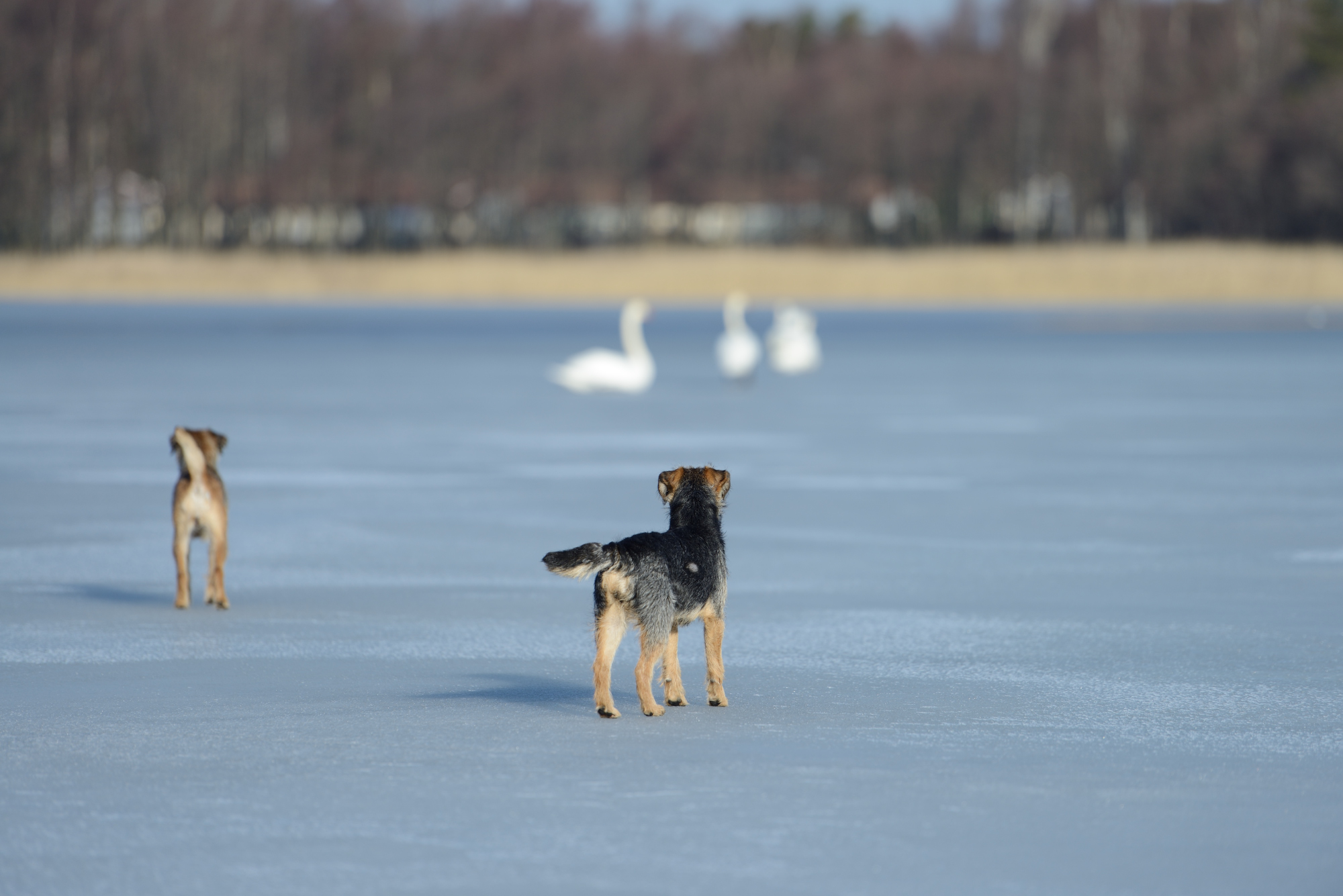 Sompa näki ensimmäistä kertaa joutsenia kunnolla. Kovasti kiinnosti, mutta vähän jännitti. Vanhempi Pipo olisi mielellään tehnyt pienen jahtireissun, mutta uskoi kun kielsin.