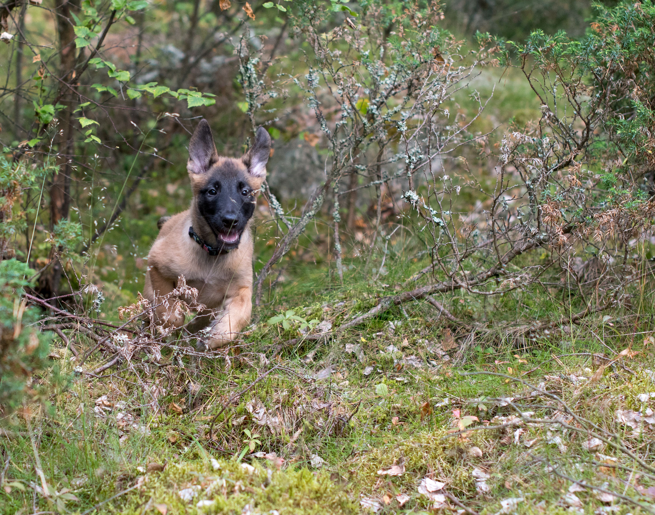 Pikkupentu pärjäsi aika hyvin uudenlaisessa maastossa. Siitä kasvaa varmaankin aika lahjakas liikkuja!