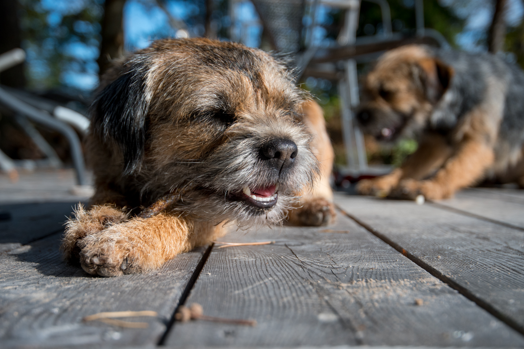 Lopuksi aamupala ihanan lämpimällä terassilla. Koirat nauttivat auringosta vähintään yhtä paljon kuin me.