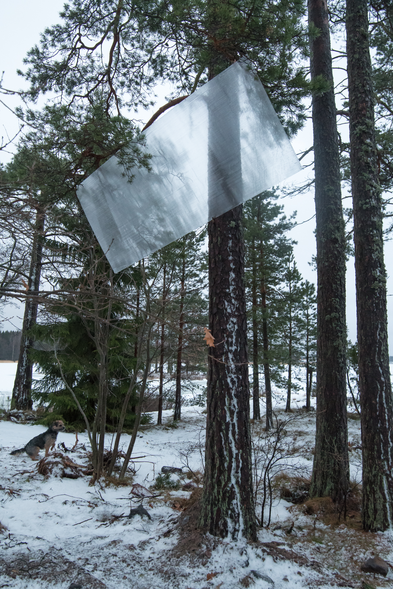 Kennolevy oli kiinni puussa sellaisella korkeudella, että pystyin juuri ja juuri ottamaan siitä kiinni alemmasta kulmasta ja ottamaan alas! No, tällä pompulla se olisi mennyt myös heittämällä saunan kivimuurin yli!