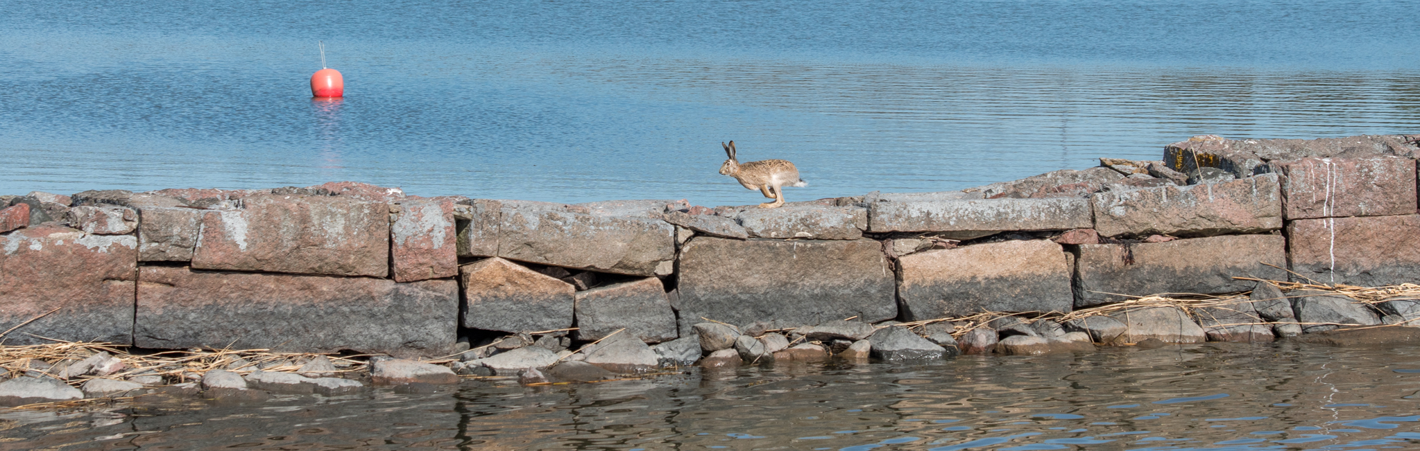 20180512_093732_Meri_Pikkusaari_Jänis_Pupu-3