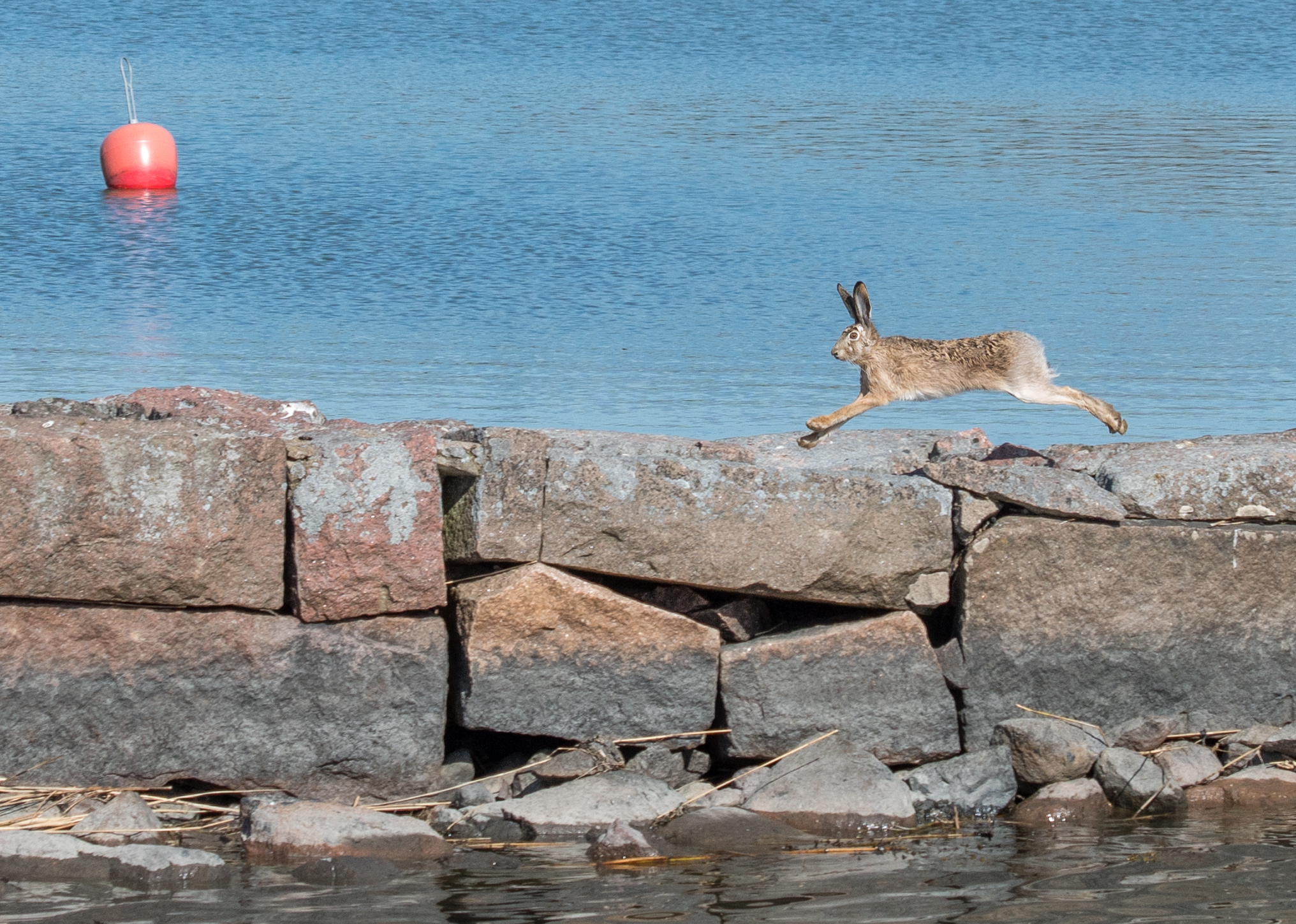 20180512_093732_Meri_Pikkusaari_Jänis_Pupu-4.jpg