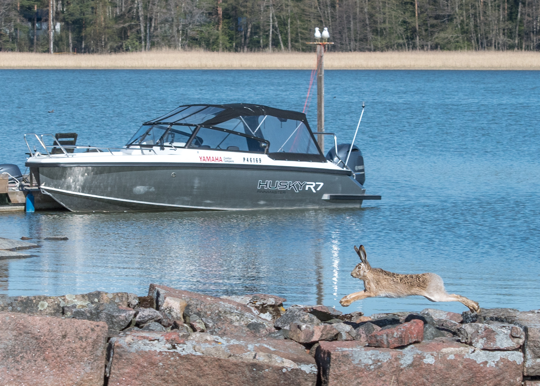 20180512_093733_Meri_Pikkusaari_Jänis_Pupu-2