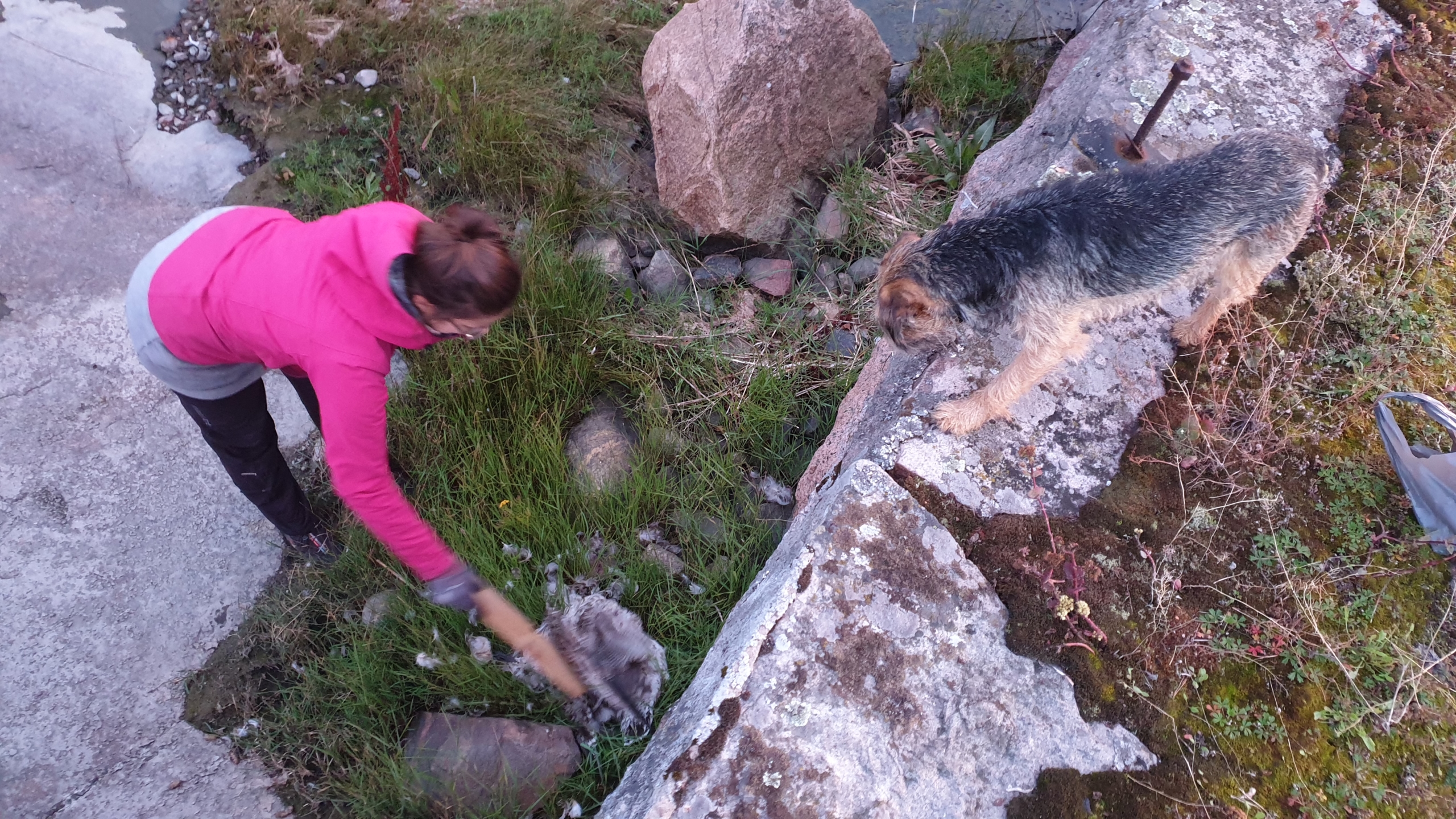 Itämeri plogging, merisiivous